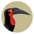 Ikon program: BirdPro
