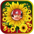 程序图标：Sunflower photo frames
