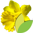 أيقونة البرنامج: Bulbes à Fleurs