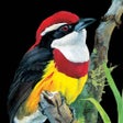 Icon of program: Birds of Peru