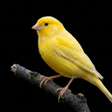 プログラムのアイコン：Canary Bird Sounds