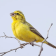 Иконка программы: Canary Bird Sounds