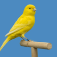Ikon program: Canary Bird Sounds