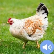 أيقونة البرنامج: Hen Sound and Wallpapers