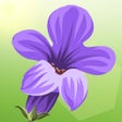 Ikon program: Lucky Lavender