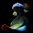 プログラムのアイコン：Channa Fish Wallpapers