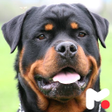 Programikonen: Rottweiler Wallpapers