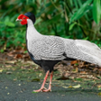 Programikonen: Silver pheasant sounds ~ …