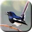 ไอคอนของโปรแกรม: Suara Burung Kacer Pikat