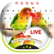 Love Birds Live Keyboard