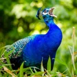Иконка программы: Peacock Sounds