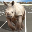 程序图标：Crazy Wild Animal Racing …