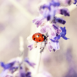 Ikona programu: Nature Wallpapers HD