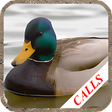 Symbol des Programms: Duck hunting calls
