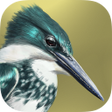Programikonen: iBird Lite Free Guide to …