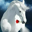プログラムのアイコン：Horse Wallpapers 2020