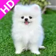 Pomeranian Dog Wallpaper HD