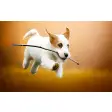 Jack Russell Terrier Wallpaper New Tab