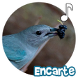 Programikonen: Sanhaço Encarte