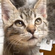 程序图标：ジグソーパズル 猫LOVE