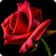 プログラムのアイコン：Roses gif