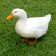 أيقونة البرنامج: Duck Sounds