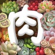 程序图标：多肉植物
