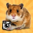 Programikonen: hamstergram - make people…