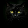 Programikonen: Black cats Live Wallpaper