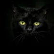 Black cats Live Wallpaper