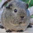 Programikonen: Guinea Pig Wallpapers