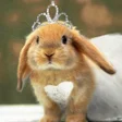 Programikonen: Bunnies Wallpapers HD