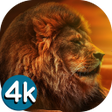 Programikonen: Lion Wallpapers - Angry 4…