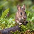 Programikonen: My Mouse HD Wallpapers Ne…