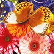 Programikonen: Butterfly Fluttering Puzz…