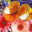 Butterfly Fluttering Puzzle