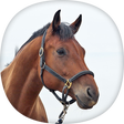 Icon of program: Horse Wallpapers