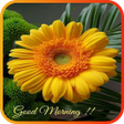 ไอคอนของโปรแกรม: Good Morning Flowers