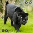 プログラムのアイコン：Wild Animal Hunt Panther …