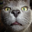 ไอคอนของโปรแกรม: Cats sounds: real and fun…