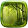 Picture Puzzle: Forest
