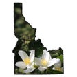 ไอคอนของโปรแกรม: Idaho Wildflower Search