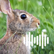 プログラムのアイコン：Rabbit hunting calls