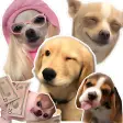 Perros Dog Can WAStickerApps Memes Momazos