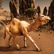 Ikona programu: Ultimate Camel Simulator
