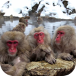Programikonen: Funny Monkeys Live Wallpa…