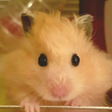 Icona del programma: Hamster Wallpaper