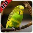 Parakeet Sounds