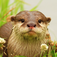 Ikon program: The Otter