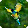 Programikonen: Animal & Birds Wallpaper …